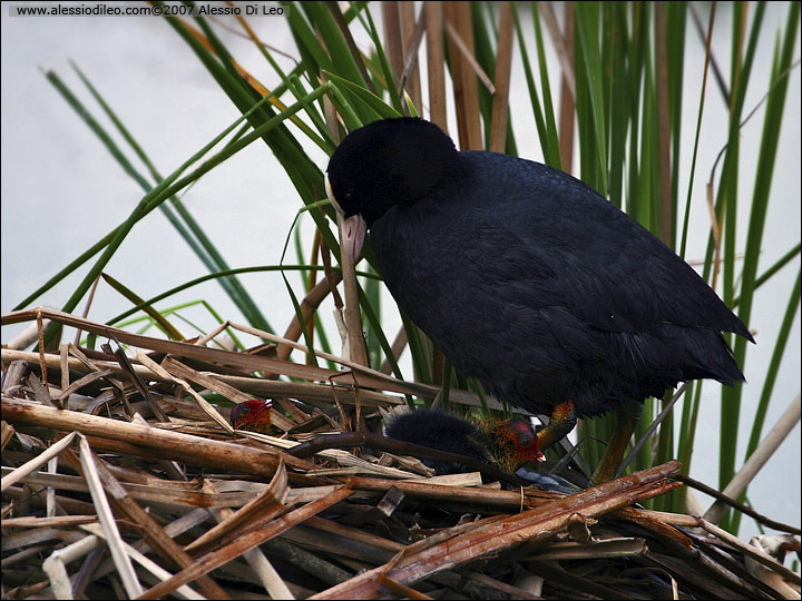 Folaga [Fulicata atra]