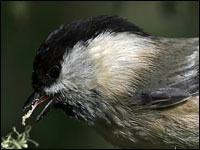 Cincia bigia alpestre [Parus montanu]