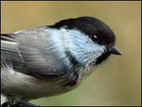 Cincia bigia alpestre [Parus montanu]