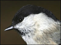 Cincia bigia alpestre [Parus montanu]