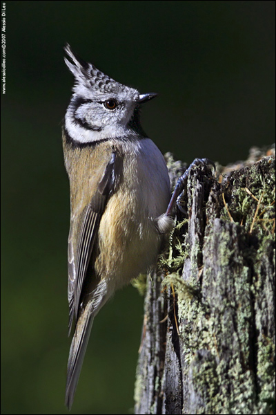 Cincia dal ciuffo [Parus cristatus]