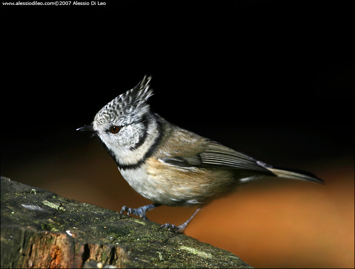 Cincia dal ciuffo [Parus cristatus]