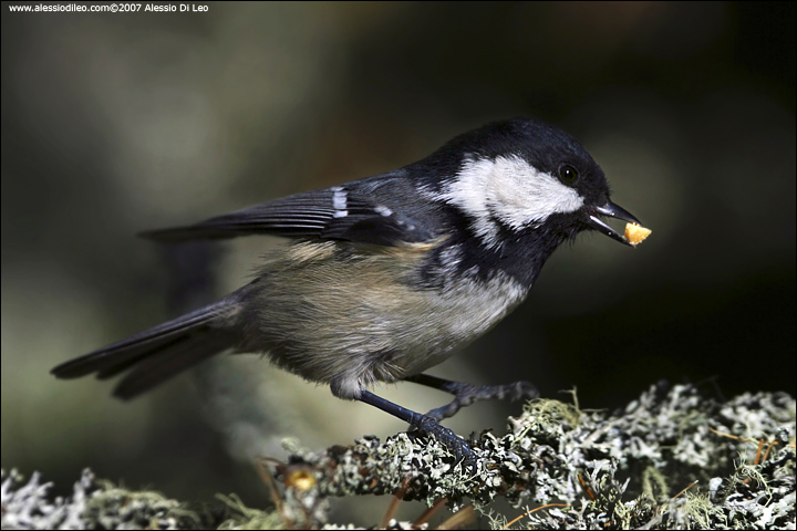 Cincia mora [Parus ater]