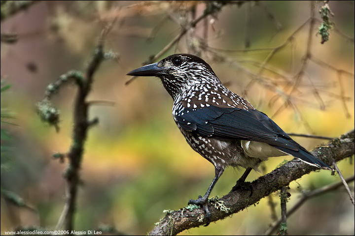 Airone cenerino [Ardea cinerea]