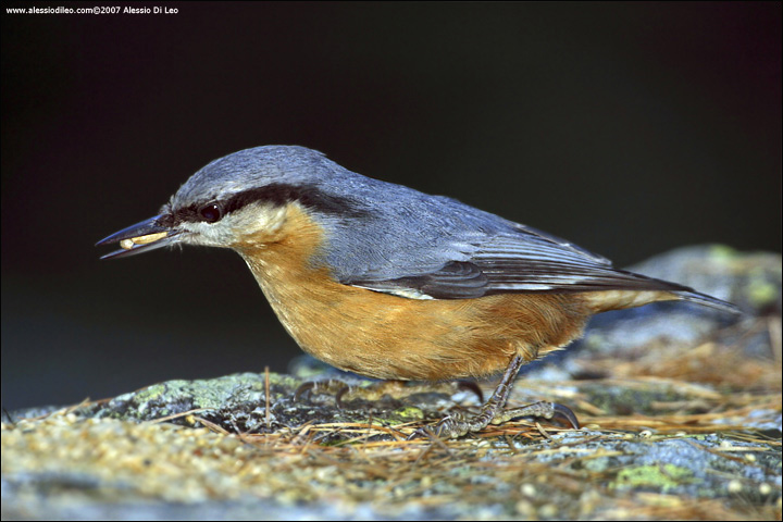 Picchio muratore [Sitta europaea]