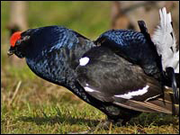 Gallo forcello [Tetrao tetrix]