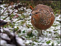 Gallo cedrone [Tetrao urogallus]