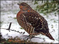 Gallo cedrone [Tetrao urogallus]