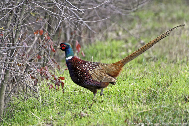 Fagiano comune [Phasianus colchicus]