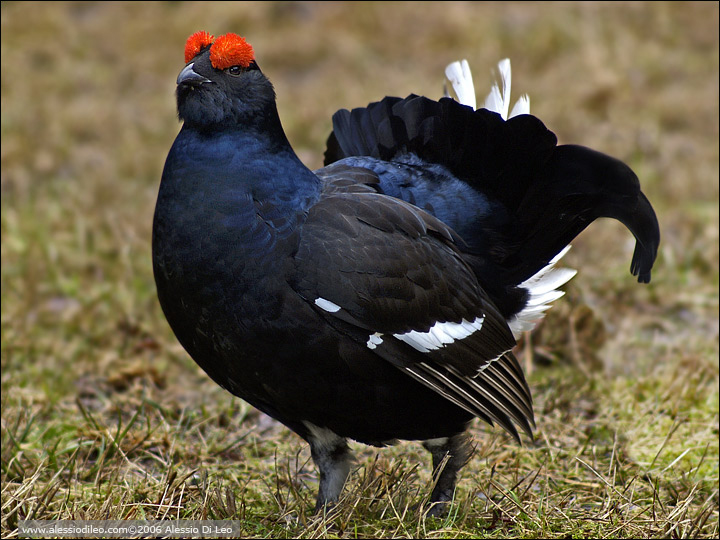 Gallo forcello [Tetrao tetrix]