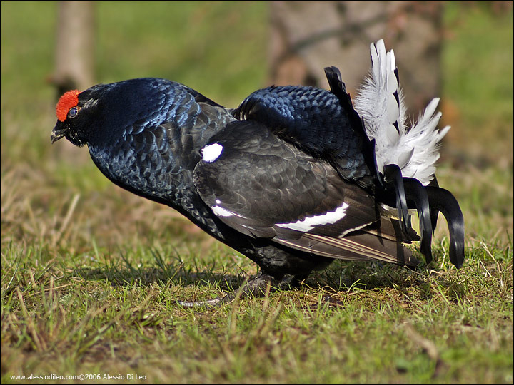 Gallo forcello [Tetrao tetrix]