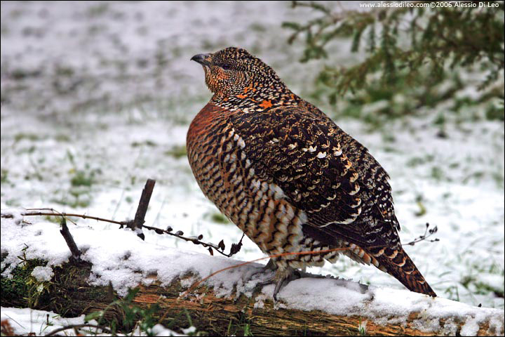 Gallo cedrone [Tetrao urogallus]