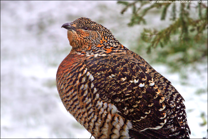 Gallo cedrone [Tetrao urogallus]