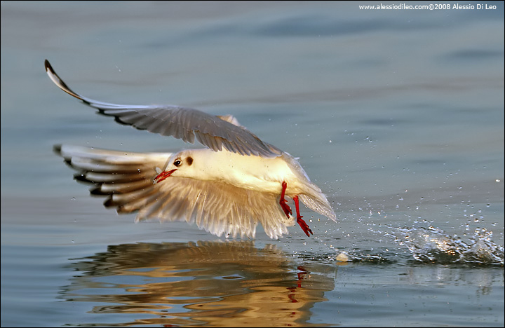 Gabbiano comune [Larus ridibundus]