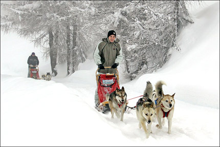 Sleddog - Arnoga