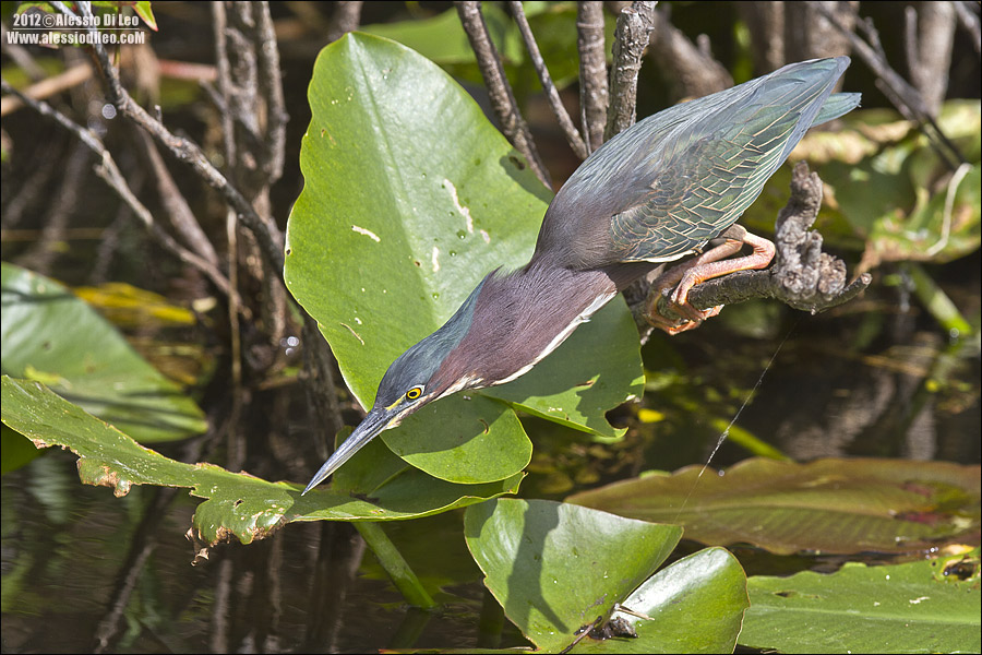 Anhinga-trail-1.jpg