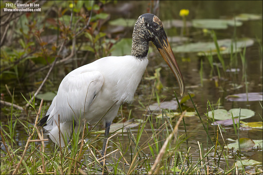 Anhinga-trail-3.jpg