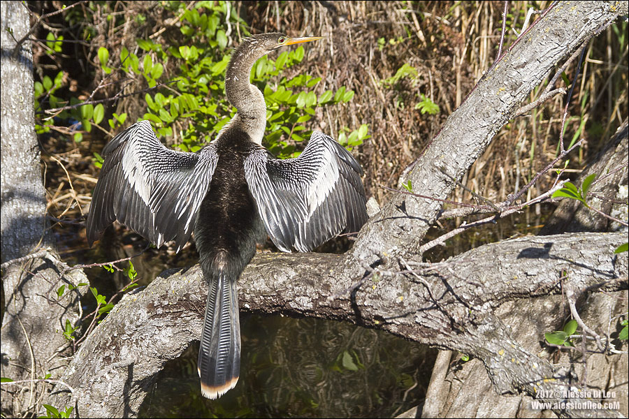 Anhinga-trail-5.jpg