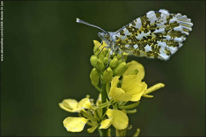 Anthocharis_cardamines_001.jpg