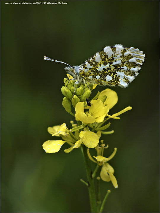 Anthocharis_cardamines_002.jpg