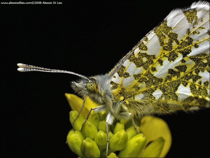 Anthocharis_cardamines_003.jpg