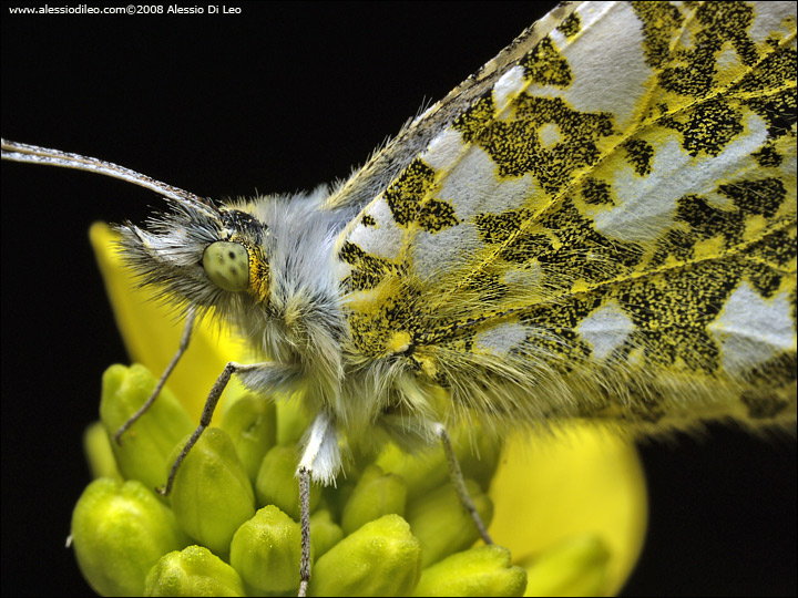 Anthocharis_cardamines_004.jpg