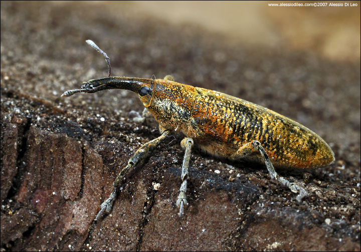 Lixus pulverulentus dell''Emilia-Romagna