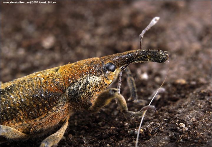 Lixus pulverulentus dell''Emilia-Romagna