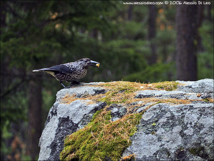 Engadina_037.jpg