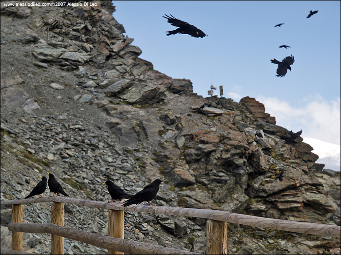 Gornergrat007.jpg