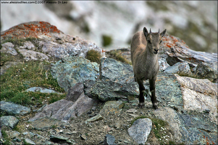 Gornergrat018.jpg