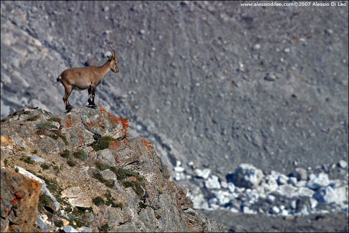 Gornergrat019.jpg