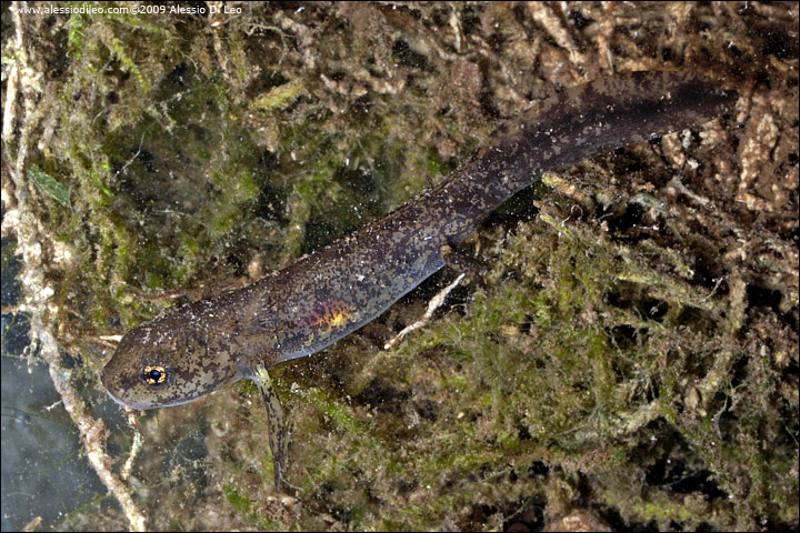 Larva-salamandra-1.jpg