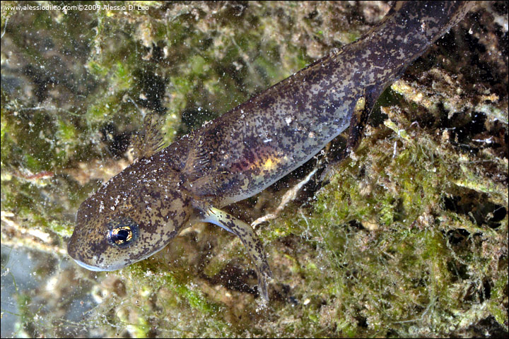 Larva-salamandra.jpg