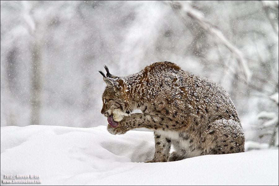 Lince-bayerische-wald-2.jpg