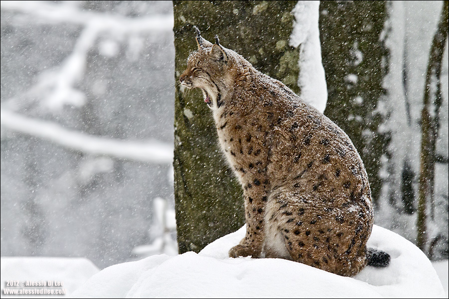 Lince-bayerische-wald-3.jpg