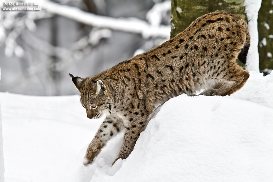 Lince-bayerische-wald-5.jpg