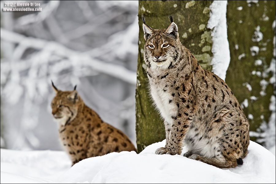 Lince-bayerische-wald-6.jpg