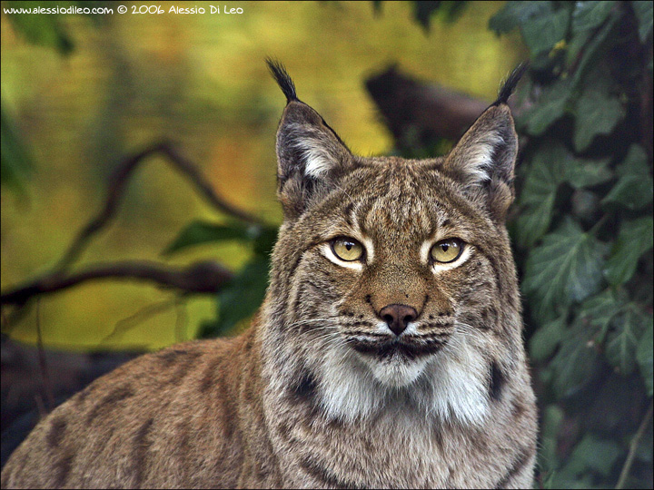 Lince_011.jpg