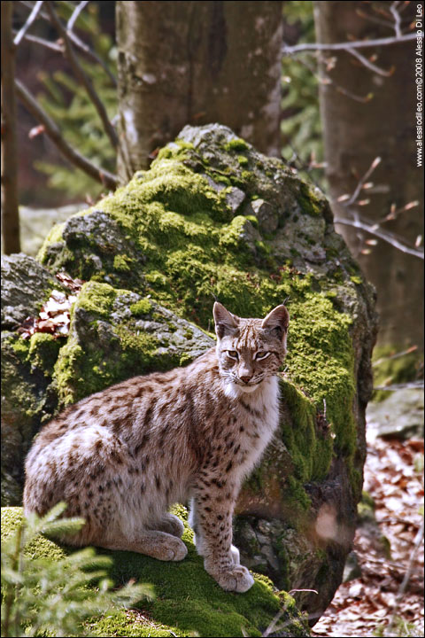 Lince_015.jpg