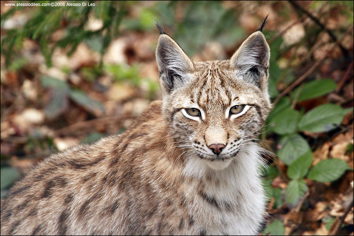 Lince_016.jpg