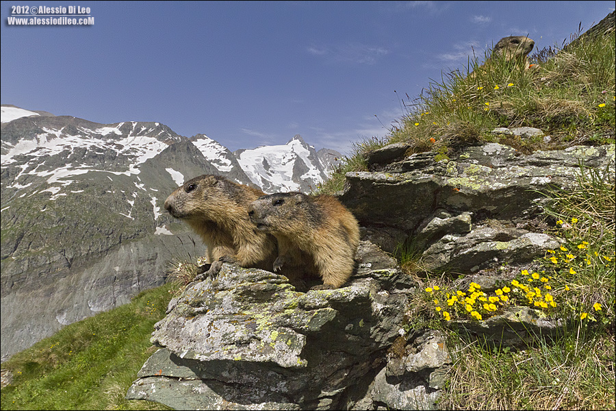 Marmotta-austria-3.jpg
