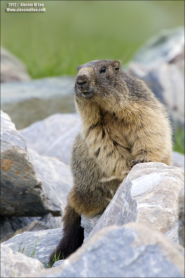 Marmotta-austria-4.jpg