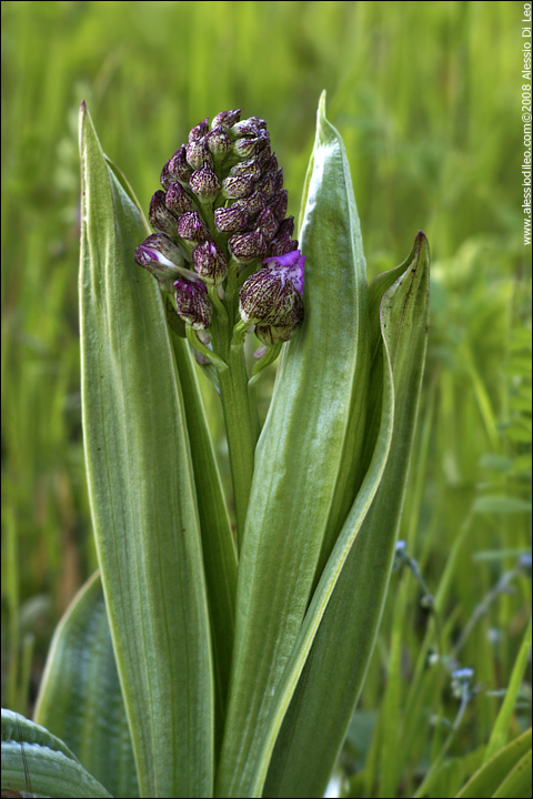 Orchis_purpurea_001.jpg