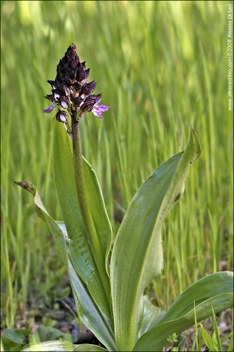 Orchis_purpurea_002.jpg