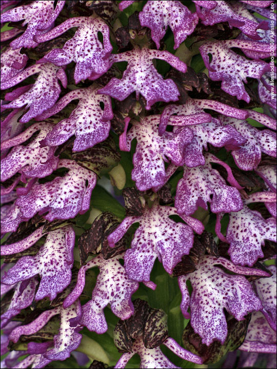 Orchis_purpurea_004.jpg