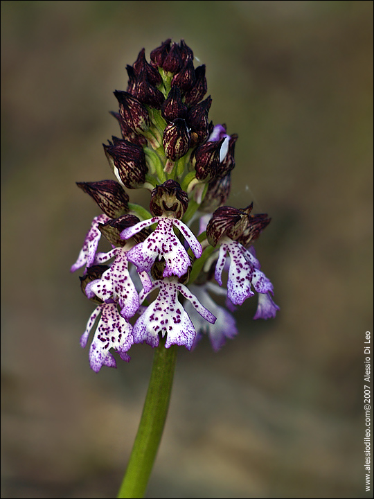 Orchis_purpurea_1.jpg