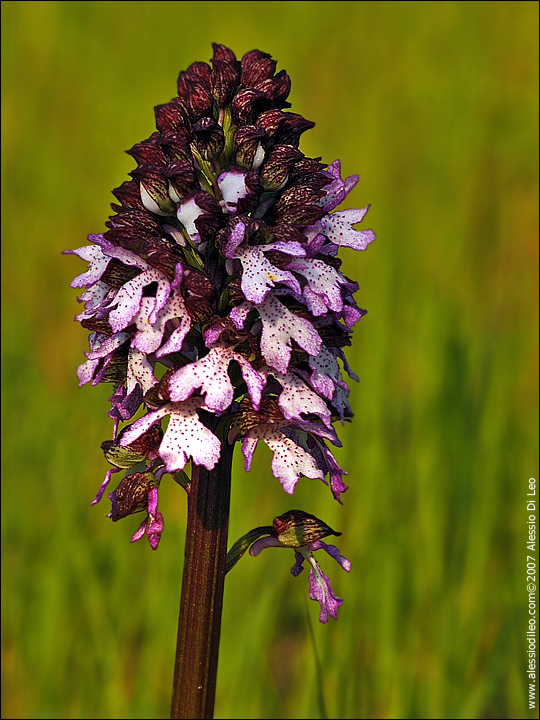 Orchis_purpurea_2.jpg