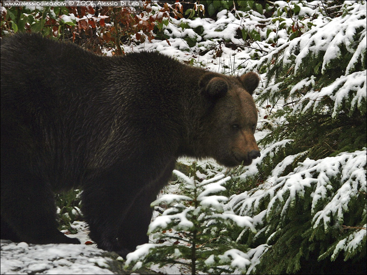 Orso bruno