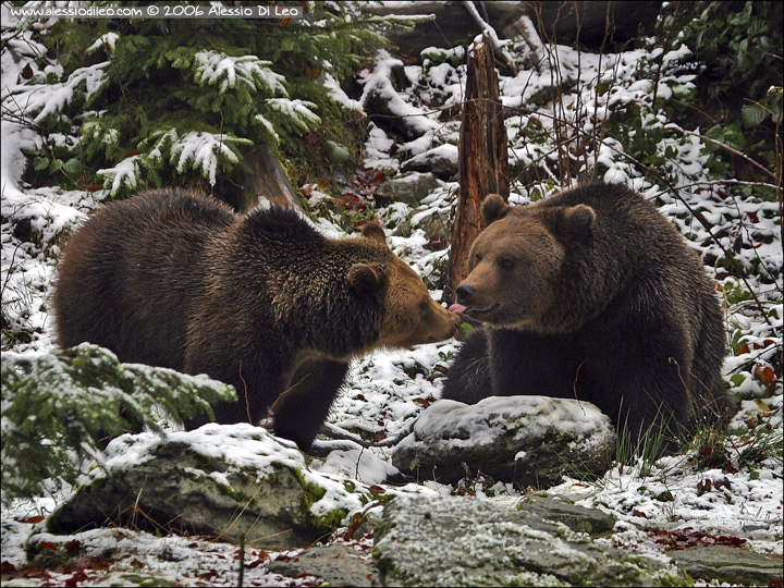 Orso bruno